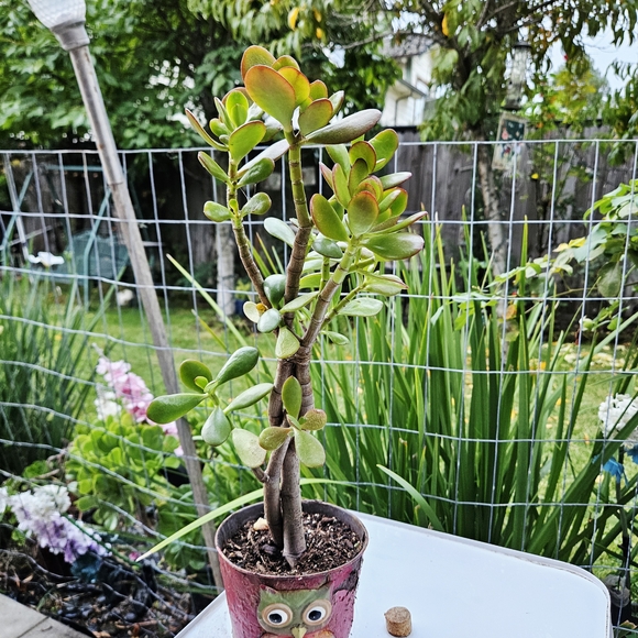 Ruby Jade Tree - Picture 6 of 7